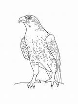 Falcon coloring Page sketch template