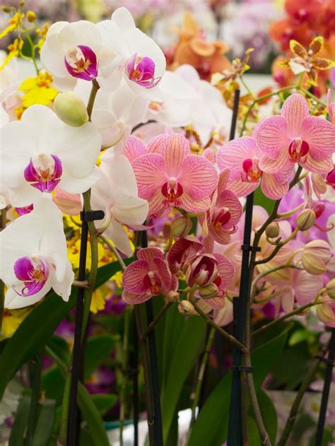 Flower Meaning and Symbolism of Orchids and Their Colors