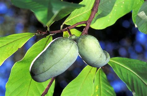 Pawpaw, A Re-emerging Wild Fruit Favorite - Eat The Planet