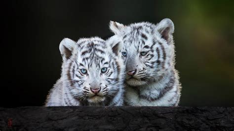 White Tiger Cubs Wallpaper - WallpaperSafari