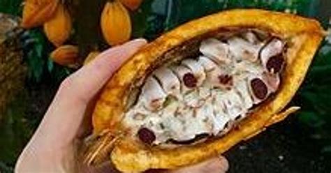 Non-virtual Reality: Harvesting cocoa beans is a labor-intensive process