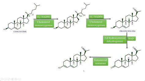 Digoxin and Digitoxin Biosynthesis and General Introduction - YouTube