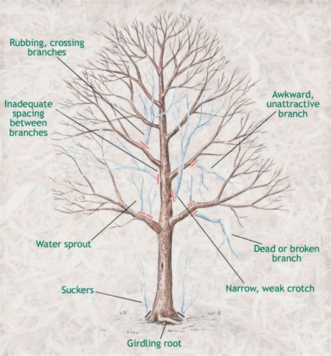 Pruning young sugar maple trees - Maple Leaves Forever