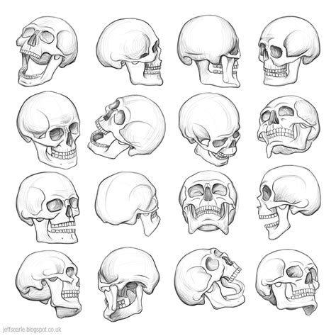 Human Skull Drawing Reference at GetDrawings | Free download