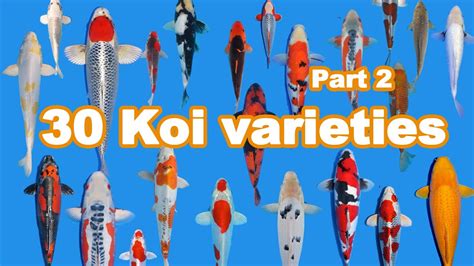 30 Koi Fish varieties, types and characteristics (part 2) - YouTube