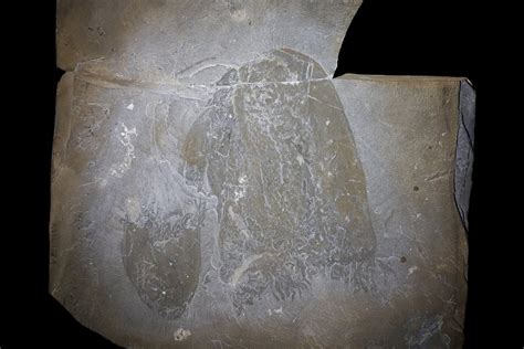 505-Million-Year-Old Jellyfish Fossils May Be the Oldest Ever Found ...