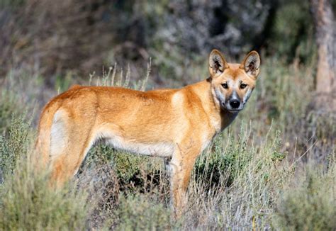 Dingoes a native species - so need protecting – News