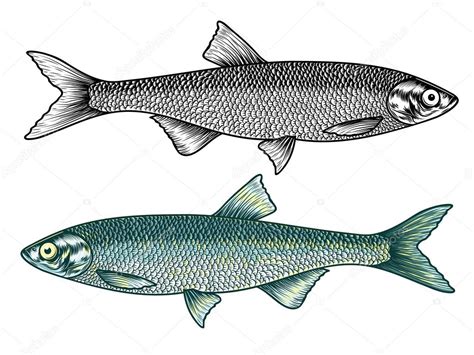 Old school fishes drawing — Stock Vector © CamillaCasablanca #124471126