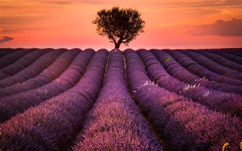 3840x2400 Lavender Field 4K 3840x2400 Resolution Wallpaper, HD Nature 4K Wallpapers, Images ...