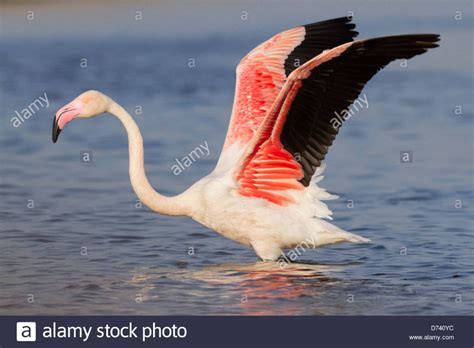 flamingo wing anatomy - Поиск в Google | Greater flamingo, Flamingo, Stock photos