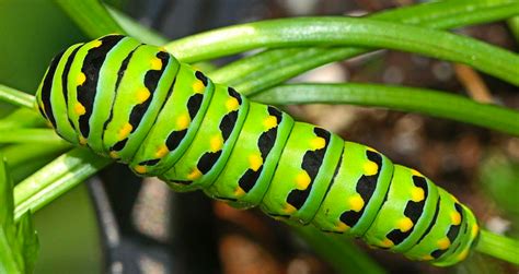 Difference Between Moth And Butterfly Caterpillar