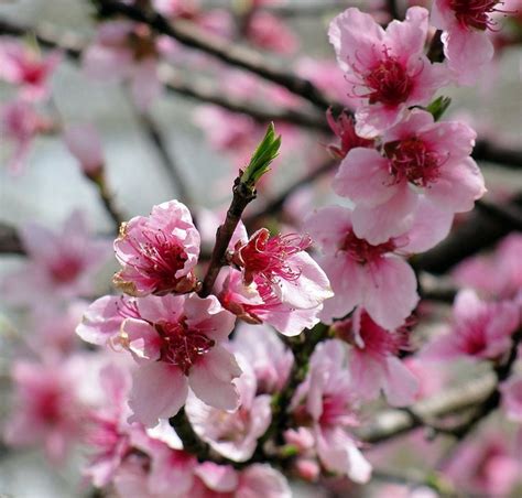 delaware state flower peach blossom - Justa Pipkin