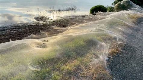 Australia's Victoria covered in giant spider webs after flooding | See ...