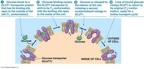 glucose transporters | Cellular respiration, Biology, The cell