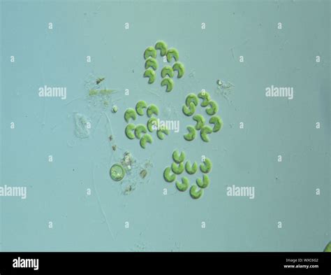 Green algae microscope hi-res stock photography and images - Alamy