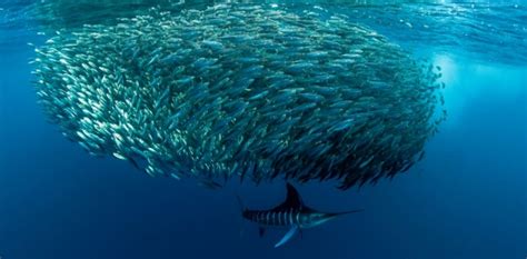 Witness the Mexican Sardine Run unfold | Baja Shark Experience