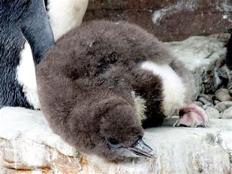 Macaroni Penguin – "OCEAN TREASURES" Memorial Library