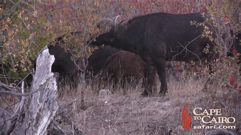 Cape Buffalo Hunting Free Range - YouTube