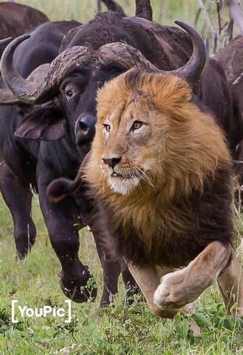 Lion Vs Buffalo by Safari Peak Adventures on YouPic