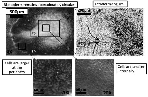 Cell and flow structure in the blastoderm during involution of the... | Download Scientific Diagram