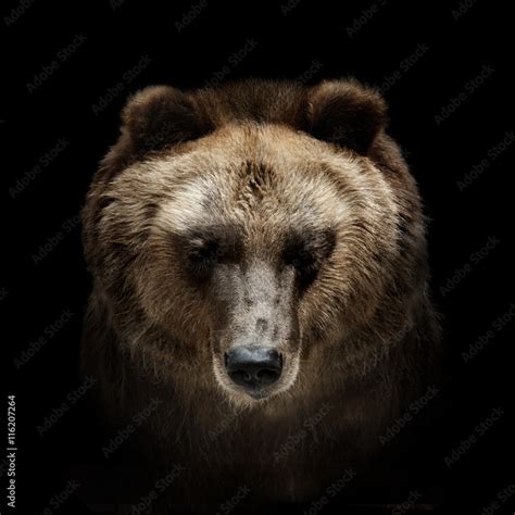 bear portrait isolated on black Stock Photo | Adobe Stock