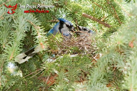 Nesting Bluejays - Sean Phillips Photography