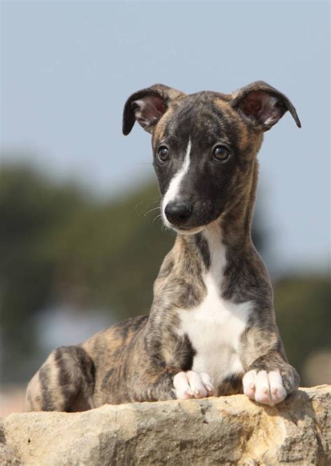 The Whippet: Dog Breed Information and Tips - The Happy Puppy Site #DogsBreedsTips | Whippet ...