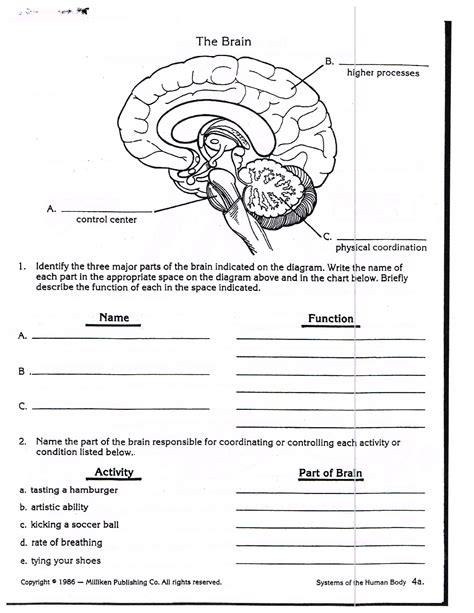 Sheep Brain Dissection Analysis Worksheet Answers — db-excel.com