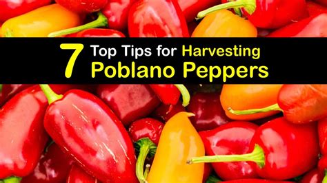 7 Top Tips for Harvesting Poblano Peppers