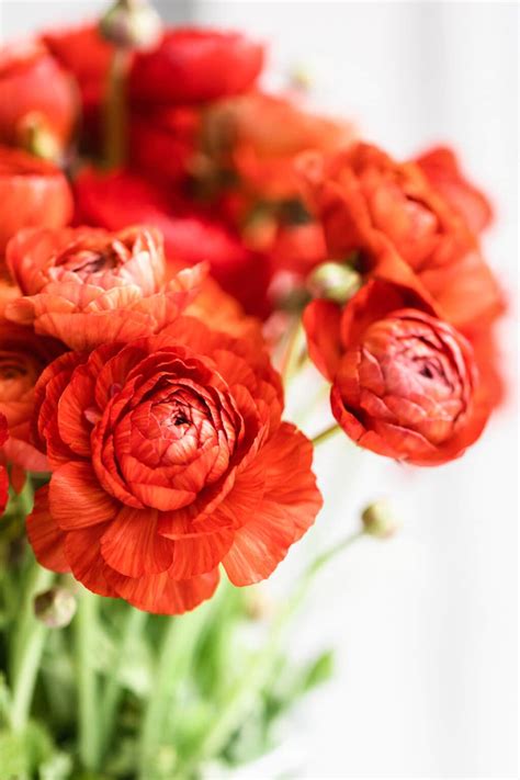 How to Plant Ranunculus Bulbs - Planting, Growing, and Storing