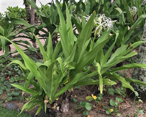 Crinum pedunculatum | GardensOnline