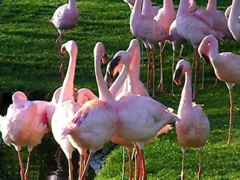 Flamingos Mating Dance Parade