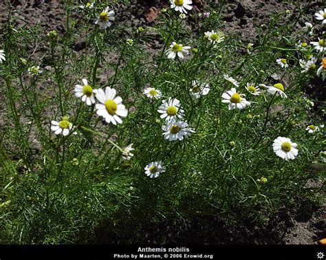 Erowid Herb Vaults : Images : anthemis nobilis