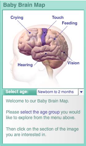 ZERO TO THREE: Baby Brain Map | Brain mapping, Child development activities, Baby development