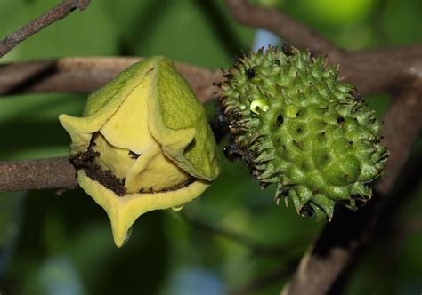 Annona muricata L. | Plants of the World Online | Kew Science