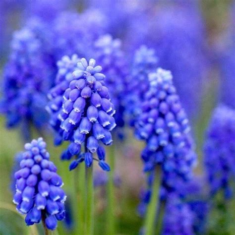 Hyacinth Absolute (Hyacinthus orientalis) – Natural Alchemy