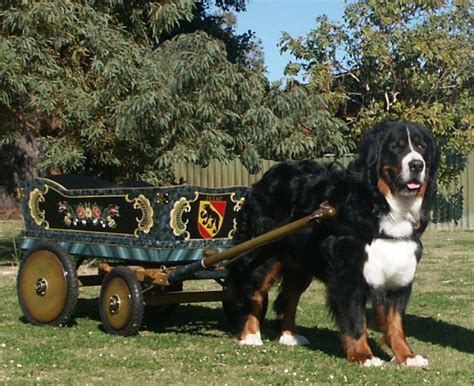 Toby & cart – The Bernese Mountain Dog Club of Western Australia