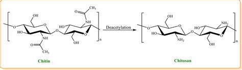 Synthesis of chitosan by deacetylation of chitin | Download Scientific ...