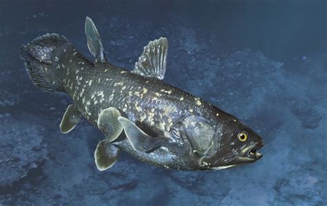 Coelacanthiformes - Coelacanths National Geographic / The west indian ...