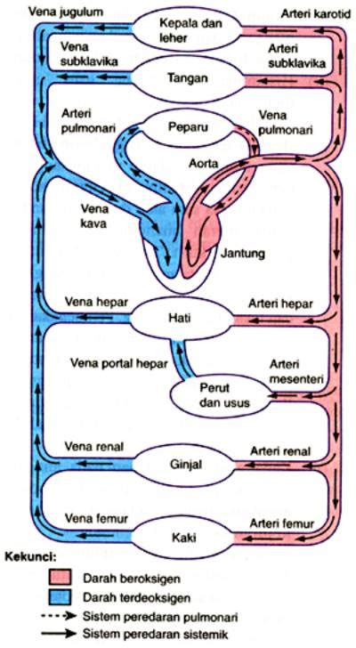 Sistem Peredaran Darah: Sistem Peredaran Darah Manusia