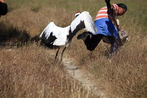 An Unusual Fight between a Crane and a Photographer (10 pics ...