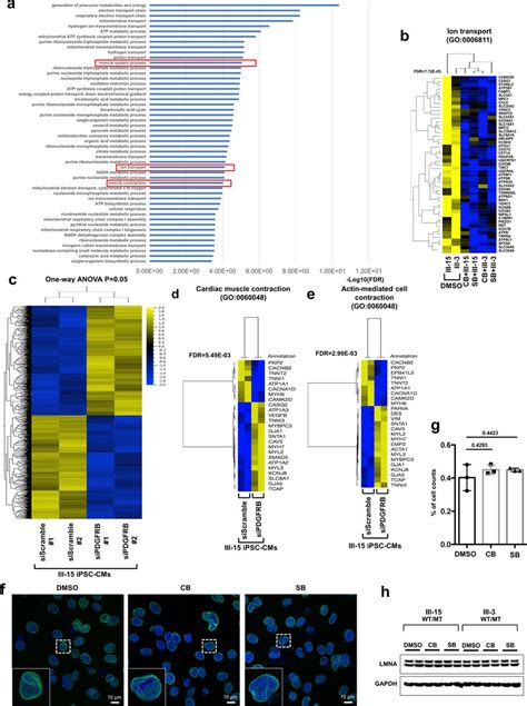 Gene-expression profile of PDGFRB inhibition in LMNA-mutant iPSC-CMs a,... | Download Scientific ...