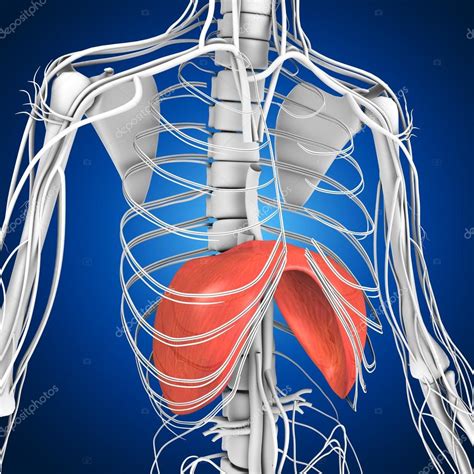 Human Diaphragm anatomy Stock Photo by ©sciencepics 75129009