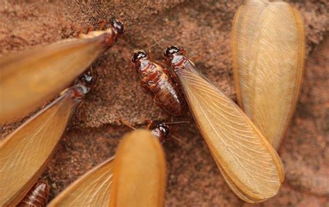 Termite Swarmers | Santa Clarita, CA