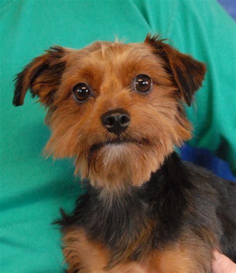 6 Yorkshire Terriers rescued from a backyard breeder, debuting for adoption today.