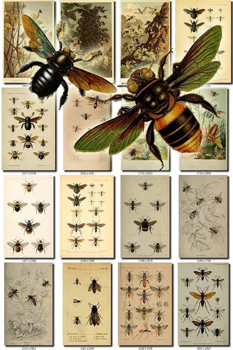 BEES-1 Collection of 220 vintage illustrations Honey-bees | Etsy ...