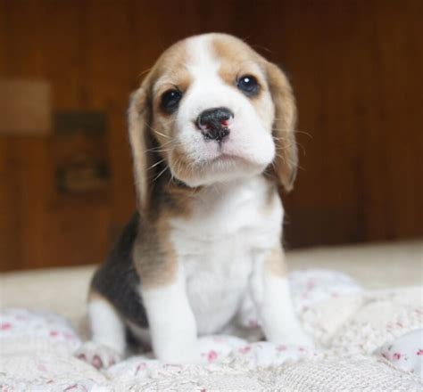 Beagle breeders/Beagle breeders near me/Beagle breeder