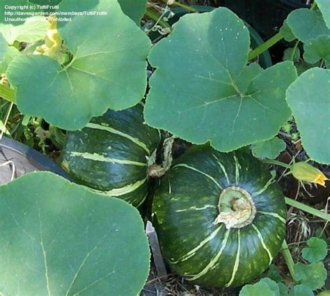 Winter Squash 'Burgess Buttercup' | Buttercup squash, Squash seeds, Seeds