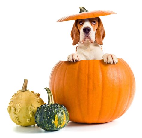 Pumpkin?? Super Food for your Pooch?! - Banixx