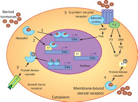 Figure 2 from Structural variants of sex steroid hormone receptors in the testis: from molecular ...